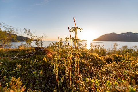 Image of Tromsø